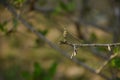 Dragonfly sitting on a branch of tree . Bokhe background .