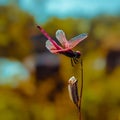 A dragonfly is sitting on the dried plant