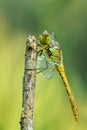 Dragonfly sitting on a dry stalk of grass. Royalty Free Stock Photo