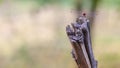 Dragonfly sitting on the end of a wooden stick Royalty Free Stock Photo