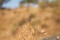 Dragonfly sitting on flower, colourful blurred background