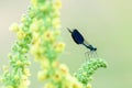 Dragonfly sitting on a flower Royalty Free Stock Photo