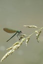 Dragonfly sitting on a grass stalk with a small fly Royalty Free Stock Photo