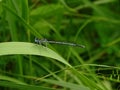 A dragonfly on a green blade of grass. Coenagrionidae Royalty Free Stock Photo