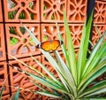 Butterfly sitting on green grass, plant growing in garden, nature photography, closeup of wings and eyes of insect