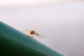 Dragonfly sitting on a green pipe on a blurred background of the pond. Yellow dragonfly close-up