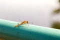 Dragonfly sitting on a green pipe on a blurred background of the pond. Yellow dragonfly close-up