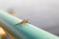 Dragonfly sitting on a green pipe on a blurred background of the pond. Yellow dragonfly close-up