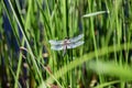 Dragonfly sitting on a green stalk of grass Royalty Free Stock Photo