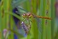 Dragonfly sitting on its grub