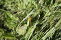 Dragonfly sitting on a leaf in the summer sedge meadow Royalty Free Stock Photo