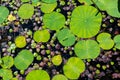 Dragonfly sitting on the lily pads. Pond in a sunny summer day Royalty Free Stock Photo