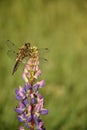 Dragonfly sitting on a lupine flower.
