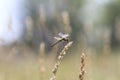 Dragonfly sitting on meadow in a Sunny day Royalty Free Stock Photo