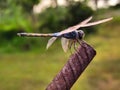 a dragonfly sitting on an old iron rod