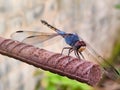 a dragonfly sitting on an old iron rod