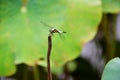 a dragonfly sitting on a plant in a pond
