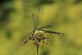 Dragonfly sitting on plant