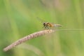 Dragonfly sitting on the spikelet on a green meadow Royalty Free Stock Photo