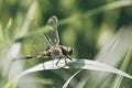 Dragonfly sitting on the stalk of grass Royalty Free Stock Photo