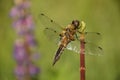 Dragonfly sitting on the stem of the plant.