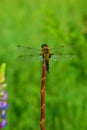 Dragonfly sitting on the stem of the plant.