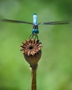 A dragonfly on Poppy Seed Pod Royalty Free Stock Photo