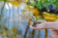 Dragonfly sitting on a woman`s finger Royalty Free Stock Photo