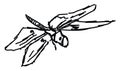 Dragonfly sketch, illustration, vector