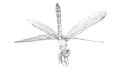 Dragonfly Sketch on White Background