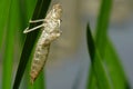 Dragonfly skin on leaf