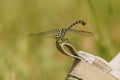 Dragonfly, Small Pincertail Onychogomphus forcipatus Green-eyed Hook-tailed on a shoe