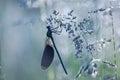 Dragonfly in sparkling dew drops among the sparkling grass from the sun. Summer morning in the meadow.