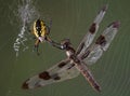 Dragonfly in spider's web Royalty Free Stock Photo