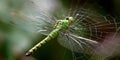 A dragonfly in a spider web Royalty Free Stock Photo