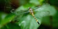 A dragonfly in a spider web Royalty Free Stock Photo