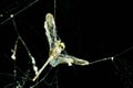 Dragonfly in spider web Royalty Free Stock Photo
