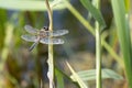 dragonfly with spread wings close-up Royalty Free Stock Photo