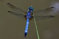 Dragonfly with Spread Wings on a Stalk of Grass Royalty Free Stock Photo