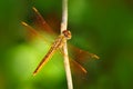 Dragonfly from Sri Lanka. Asian Grounding, Brachythemis contaminata, sitting on the green leaves. Beautiful dragon fly in the