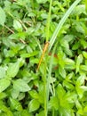 Dragonfly sri lanka beautiful animal