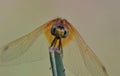 A dragonfly of sri lanka
