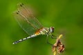 Dragonfly from Sri Lanka. Dancing dropwing, Trithemis pallidinervis, sitting on the green leaves. Beautiful dragon fly in the