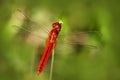 Dragonfly from Sri Lanka. Oriental Scarlet, Crocothemis servilia, sitting on the green leaves. Beautiful dragon fly in the nature Royalty Free Stock Photo