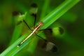 Dragonfly from Sri Lanka. Pied Parasol, Neurothemis tullia, sitting on the green leaves. Beautiful dragonfly in the nature habitat