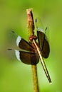 Dragonfly from Sri Lanka. Pied Parasol, Neurothemis tullia, sitting on the green leaves. Beautiful dragonfly in the nature habitat