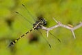 Dragonfly from Sri Lanka. Rapacious Flangetail, Ictinogomphus rapax, sitting on the green leaves. Beautiful dragon fly in the