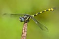 Dragonfly from Sri Lanka. Rapacious Flangetail, Ictinogomphus rapax, sitting on the green leaves. Beautiful dragon fly in the