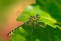 Dragonfly from Sri Lanka. WijayaÃÂ´s Scissortail, Microgomphus wijaya, sitting on the green leaves. Beautiful dragon fly in the nat