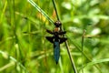 Dragonfly on a stalk of grass Royalty Free Stock Photo